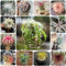 Semillas de plantas de Tillandsia, plantas verdes, semillas orgánicas Plantas de aire, Tillandsia, semillas variedades antiguas Decoración de plantas semillas de bonsái Plantas de 400pcs