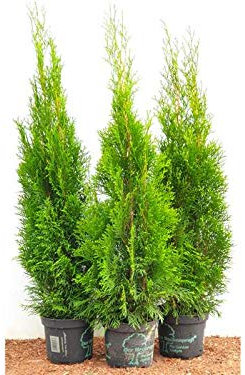 Edel Thuja Smaragd immergrüner Lebensbaum Heckenpflanze Zypresse im Topf gewachsen 80cm+ (10 Stück)