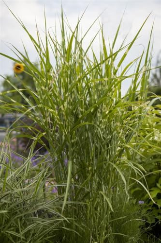 Chinaschilf 'Gold Breeze' im Topf Miscanthus sinensis winterhart Ziergras