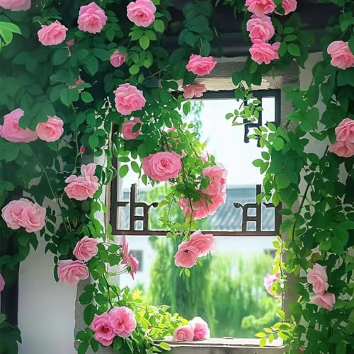100PCS Kletterrose Samen Blumen für Balkon, Garten, Wand und Fenster | Einfach zu pflanzen & pflegen - Ideal für Dekoration das ganze Jahr über