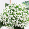 LGEGE Fiori Artificiali Gypsophila Bouquet Baby's Breath Flowers, 6 pezzi, per il respiro dei bambini,finti ma veri al tatto,perfetti per decorazioni nuziali fai da te e ghirlande