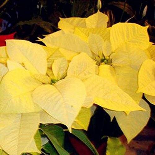 Neue frische 50 Stück gelbe Weihnachtsstern-Pflanzensamen