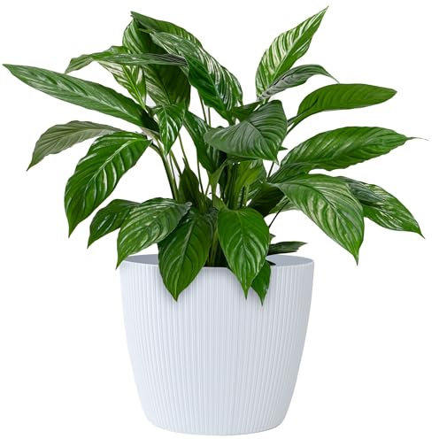 KONZEPT Blumentopf groß, weiß, gerillte Struktur 26cm, Übertöpfe für Zimmerpflanzen aus Kunststoff ideal für Wohnzimmer, Küche und Balkon