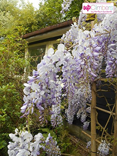 Winterharter Garten Blauregen, Japanischer Blauregen, (Wisteria sinensis), ca. 65cm hoch im 15cm Topf, (Blau/Weiss, Sorte: Wisteria floribunda Naga Noda)
