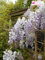 Winterharter Garten Blauregen, Japanischer Blauregen, (Wisteria sinensis), ca. 65cm hoch im 15cm Topf, (Blau/Weiss, Sorte: Wisteria floribunda Naga Noda)