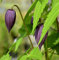 Alpen Waldrebe Tage Lundell 60-80cm - Clematis alpina