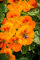 Kapuzinerkresse (Tropaeolum majus) Samen. Kletterpflanze, Heilpflanze, essbar (50 Samen = 6,25g)