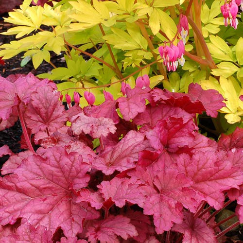 Heuchera Berry Smoothie Korallen Glockenblumen Outdoor Stauden Gartenpflanzen im Pflanztopf