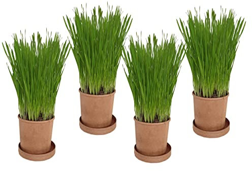 Organic Pet Grass (Grow your own kits) By Cat FurNature
