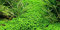 AquaOne Aquarium Pflanze 10 Stück Hemianthus callitrichoides 'Cuba' I Wasserpflanze Aquariumpflanze Bodendecker Spar-Set einfach pflegeleicht Aquascaping Dekoration