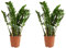 Bloomique - 2er Set - Zamioculcas Zamiifolia - Glücksfeder - Zimmerpflanzen Groß - Sehr Pflegeleicht - Luftreinigend - Höhe 80-90 cm - Topf 21 cm