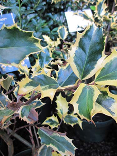 Ilex aquifolium Madame Briot - Stechpalme Madame Briot -
