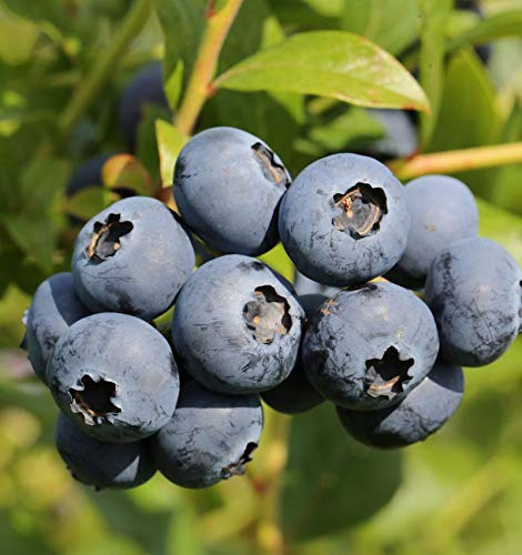 Hochstamm Heidelbeere Goldtraube 60-80cm - Vaccinium corymbosum - lebende Gartenpflanze aus den Baumschulen
