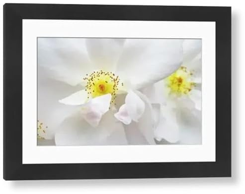Media Storehouse Rose Margaret Merril White Floribunda Rose Framed Print - Modern Frame 22x18 (58x48cm) (12534523)