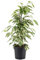 Ficus Starlight - Variegated Weeping Fig - Indoor Houseplant for Home or Office - Potted Plants for Small and Large Spaces - Green and White Foliage Leaves (30-40cm Incl. Pot)