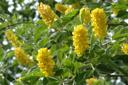 Direct Plants Cytisus Pineapple Broom Tree Fragrant 5-6ft Supplied in a 7.5 Litre Pot