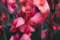 Rosa und Rosen Canna Lilienzwiebeln – Züchten Sie Ihre eigenen schillernden rosa Blumen, um Ihre Nachbarn zu beeindrucken (2 Zwiebeln)