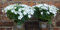 2 campanules blanches de 16 cm de haut x 25 cm de large campanule blanche