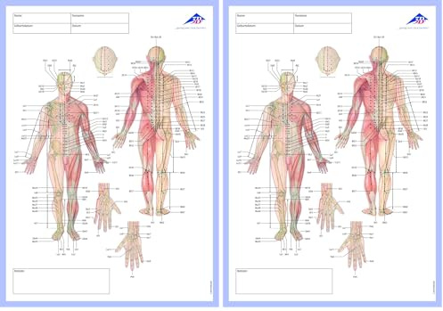 3B Scientific Akupunktur-Meridian-Notizblock, Deutsch (Packung mit 2)