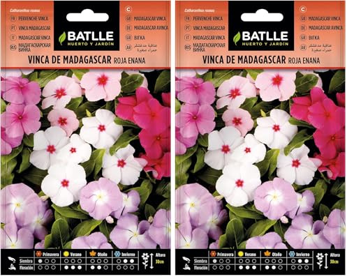 Batlle PERVENCHE DE Madagascar (Lot de 2)