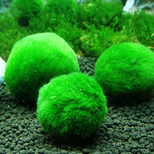 DEDEMCO 6 x Aquarium-Mooskugeln, lebende Aquarium-Pflanzen, grüne Seetangenkugeln, Fischpflanzen, Aquaristik, Wassergras, Ball für Aquarien, Heimdekoration