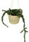 Planta natural Huernia, planta colgante en maceta de 15 cm. Cactus colgante. Suculenta colgante, decorativa. Segura Garden.