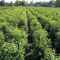 Gardline - Kirschlorbeer Genolia 100-120 cm IM TOPF. 3-200 Pflanzen. Kirschlorbeer Hecke - 6 St. (ca. 2 Meter)