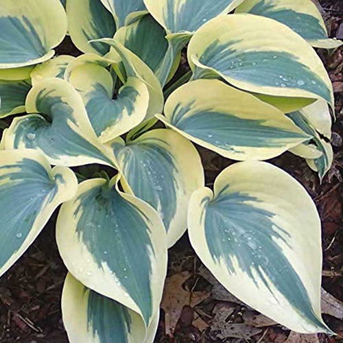 Haloppe 200 Pz Colore Misto Hosta Fiori Piante Semi per la Piantagione del Giardino di Casa, Semi di Hosta Plantaginea Piantaggine Profumata Pianta Decorativa Bonsai Bianco verde