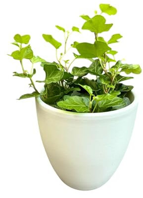Pflanzen - Efeu (Hedera) im Keramiktopf - Ø 10 cm - Höhe 33 cm