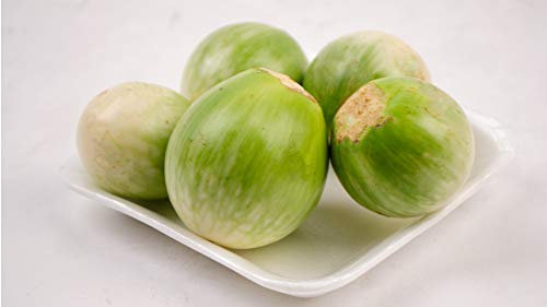 Thai Auberginen - 50 Frische Samen - Solanum virginianum