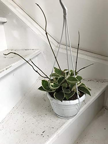 Portal Cool Hoya Krimson Colori Pianta da Rare Hängetopf, 14 cm