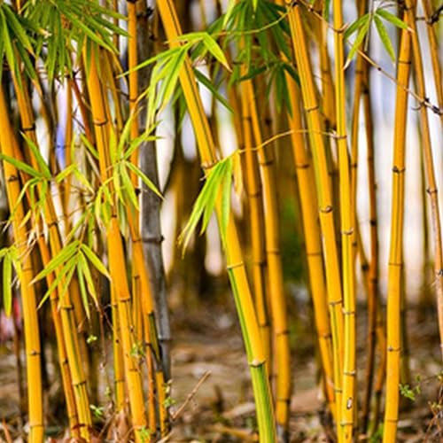 PERZOE 300 Pcs Graines De Bambou, Phyllostachys Pubescens Jardin Cour Plante Bureau Décor À La Maison Graines de Bambou 300 pièces