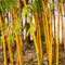 PERZOE 300 Pcs Graines De Bambou, Phyllostachys Pubescens Jardin Cour Plante Bureau Décor À La Maison Graines de Bambou 300 pièces