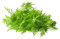 Exoticsamen Einjähriger Beifuß Artemisia annua Qing Hao 1000 Samen frisch eingetroffen 06/2025
