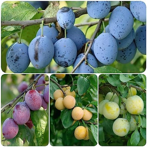 20 pz semi resistenti del susino, alberi da frutto semi di alberi prugne prugne biologiche, albero da frutto in vaso frutta colonnare semi di frutta seme frutta fresca semi di piante