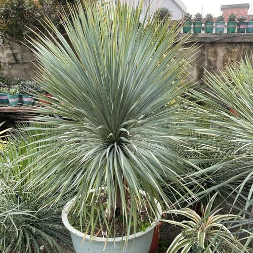 50 pcs palmlilie winterhart samen, topfpflanzen echt, gartensamen (Yucca rostrata) balkon beet, winterharte pflanzen garten geschenk, bio saatgut balkongewächshäuser, pflanzen samen