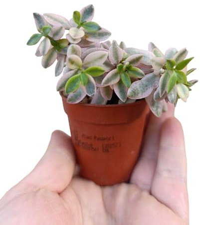Crassula volkensii variegata pianta grassa pendente rosa