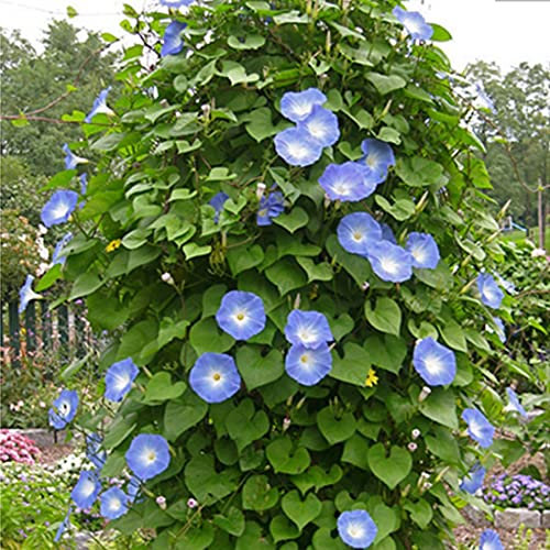 Welldales 50 Ipomoea Blue Morning Glory Seeds UK Climbing Flowers for Gardens to Plant
