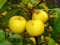 Holzapfel Malus sylvestris Pflanze 70-80cm Wildapfel Krabapfel Apfelbaum Apfel