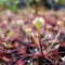 Fangblatt - Drosera rotundifolia - winterharter Sonnentau im Ø 5 cm Topf - fleischfressende Pflanze