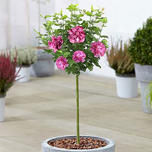 Hibiscus Duc de Brabant - Rose de Sharon | Arbre caduc pour jardins et patios.