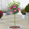 Hibiscus Duc de Brabant - Rose of Sharon | Laubabwerfender Baum für Gärten & Terrassen