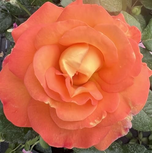 ‘Old John’ Rose – Rich Orange Blooms – Floribunda - 4 Litre Pot