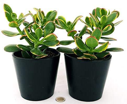 POWERS TO FLOWERS - CRASSULA OVATA VARIEGATA TRICOLOR, 2 PIANTE, ALBERO DI GIADA, pianta vera