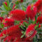 Pianta Callistemon Vaso 18cm