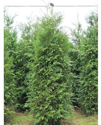 Lebensbaum Thuja plicata Atrovirens 160-180 cm. Angebot: 15 Thuja Heckenpflanzen