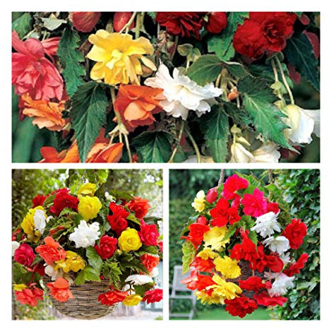 Pendula Begonia Mixed Corms Pretty Mixed Cascading Flowers Size 4/5 (10)