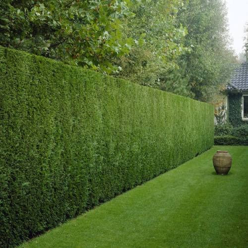Ciprés Leylandii (Pack 10 und) de Viveros la Berrocosa en maceta M-10.5Altura aprox. 20cm