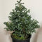zypressen winterhart samen, winterharte pflanzen,indoor plants steingarten pflanzen,bodendecker pflanzen winterhart topfpflanzen für draußen,steingartenpflanzen winterhart outdoor 150pcs