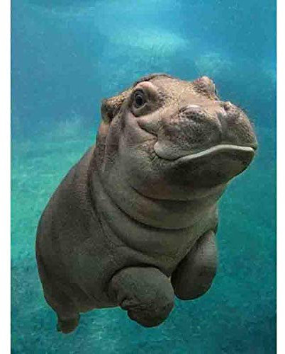 5D DIY Kreuzstich-Kits Hippo Diamond Painting Stickerei Full Round Drill Craft Home Decor Art Geschenk